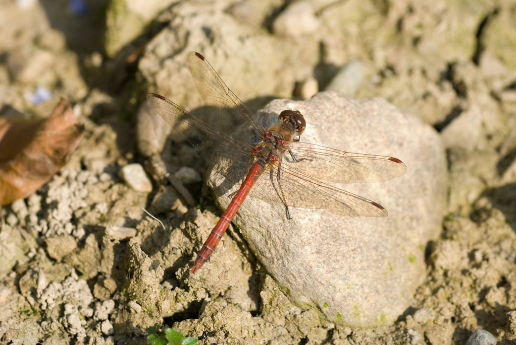 chmoeller00004.jpg